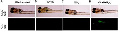 An ICT-Based Coumarin Fluorescent Probe for the Detection of Hydrazine and Its Application in Environmental Water Samples and Organisms